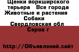 Щенки йоркширского терьера - Все города Животные и растения » Собаки   . Свердловская обл.,Серов г.